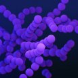 Group B Streptococcus (CDC
