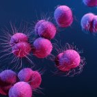 Neisseria gonorrhoeae (CDC, public domain)